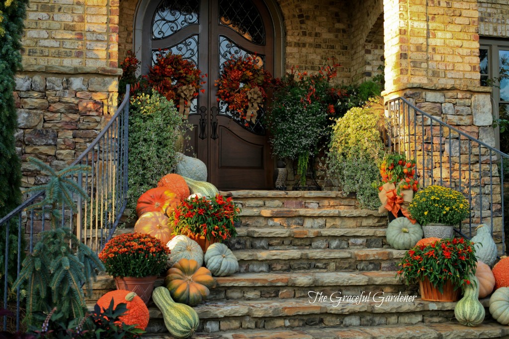 A ‘Festival of Pumpkins’ …..in my garden – The Graceful Gardener