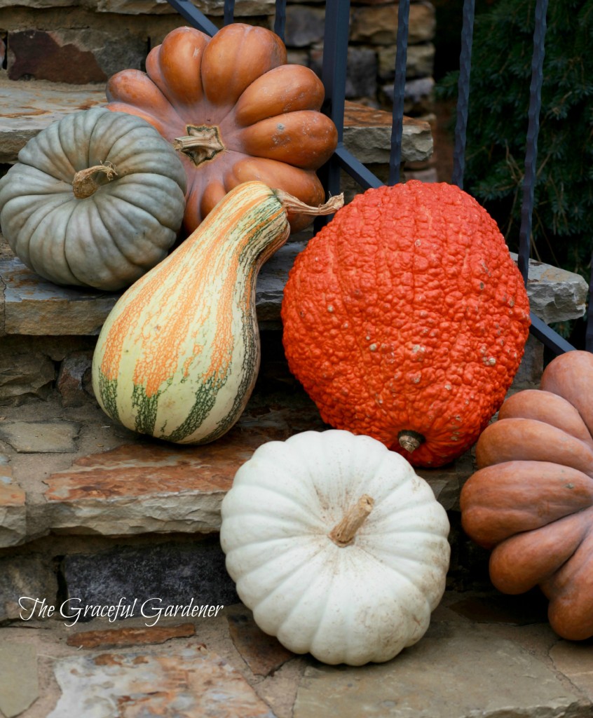 pumpkins