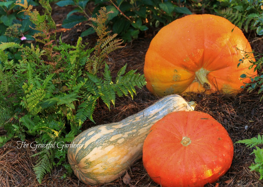 pumpkins_1