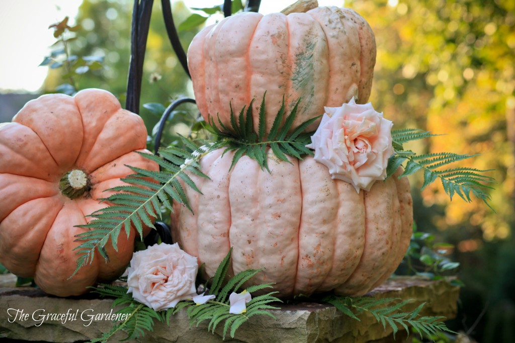 Roses and Pumpkins