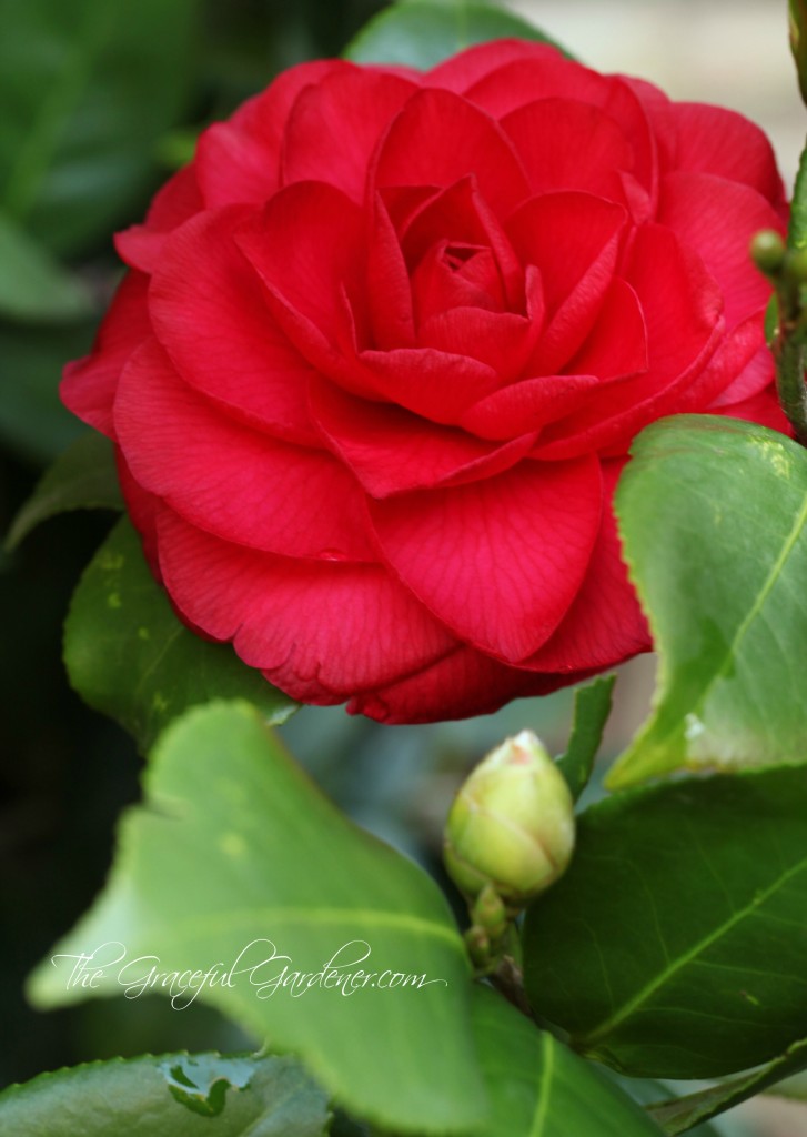 Camellia japonica 'Nuccio's Bella Rosa'