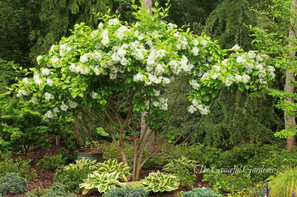 Fringe Tree