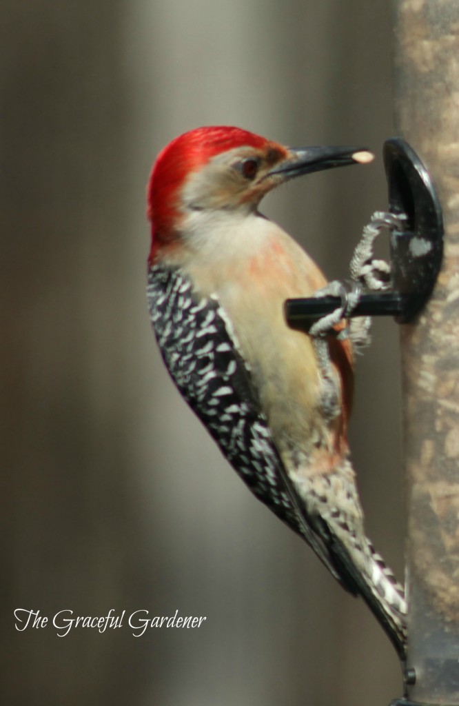 Woodpecker in my garden.