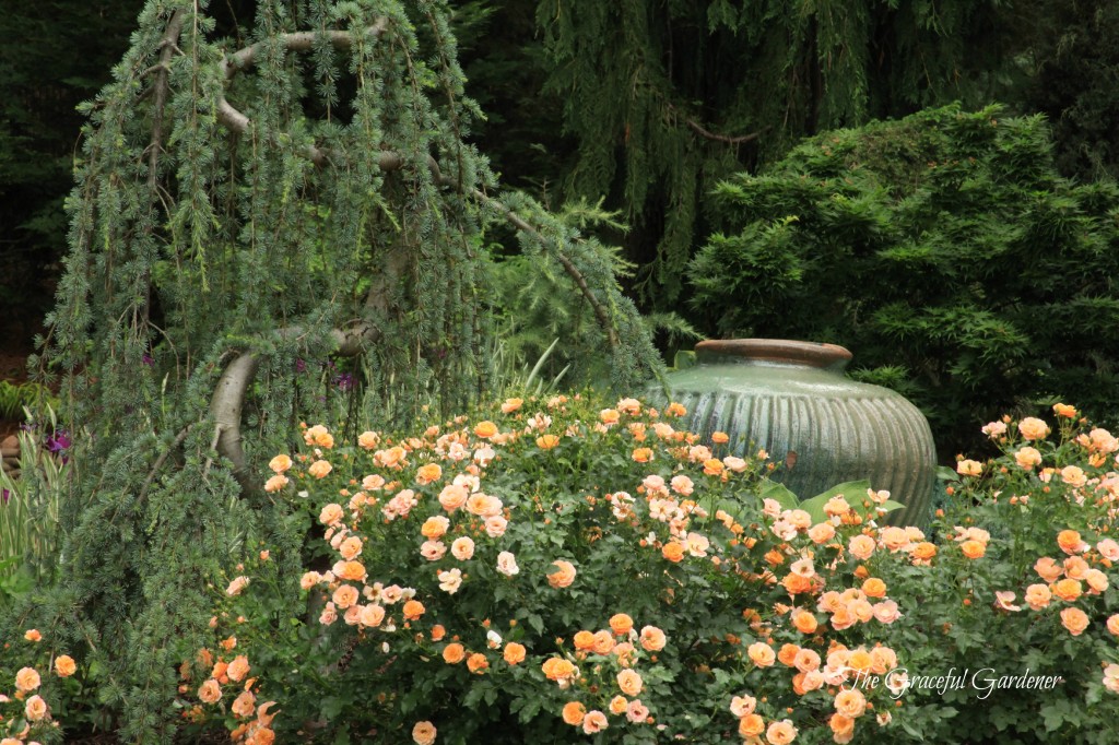 Amber Flower Carpet rose with weeping Blue Atlas cedar.