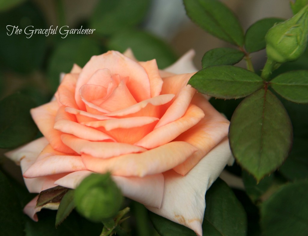 "Marilyn Monroe' hybrid tea