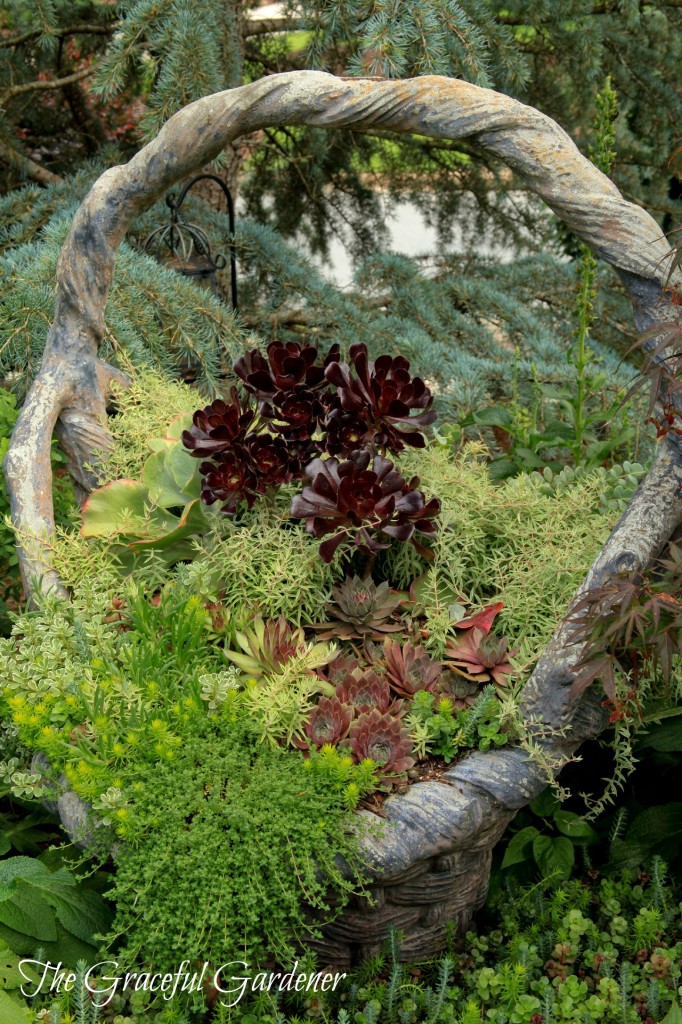 Succulent Basket