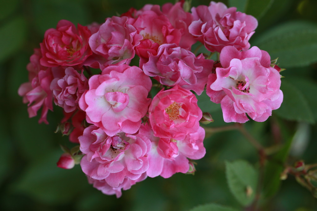 Hybrid Musk rose 'Belinda'