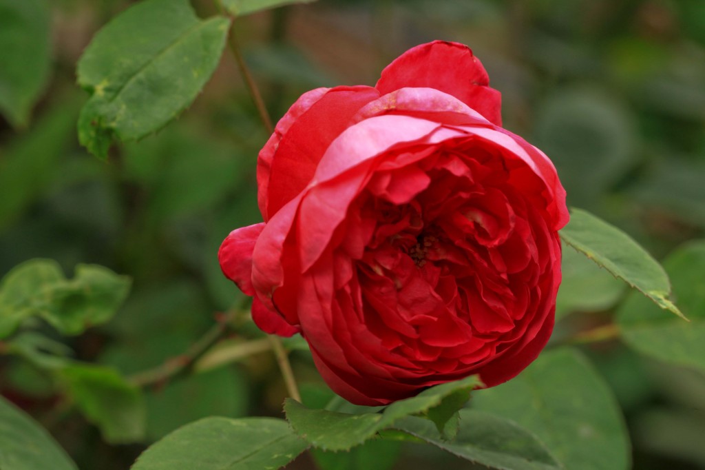 'Benjamin Britten'