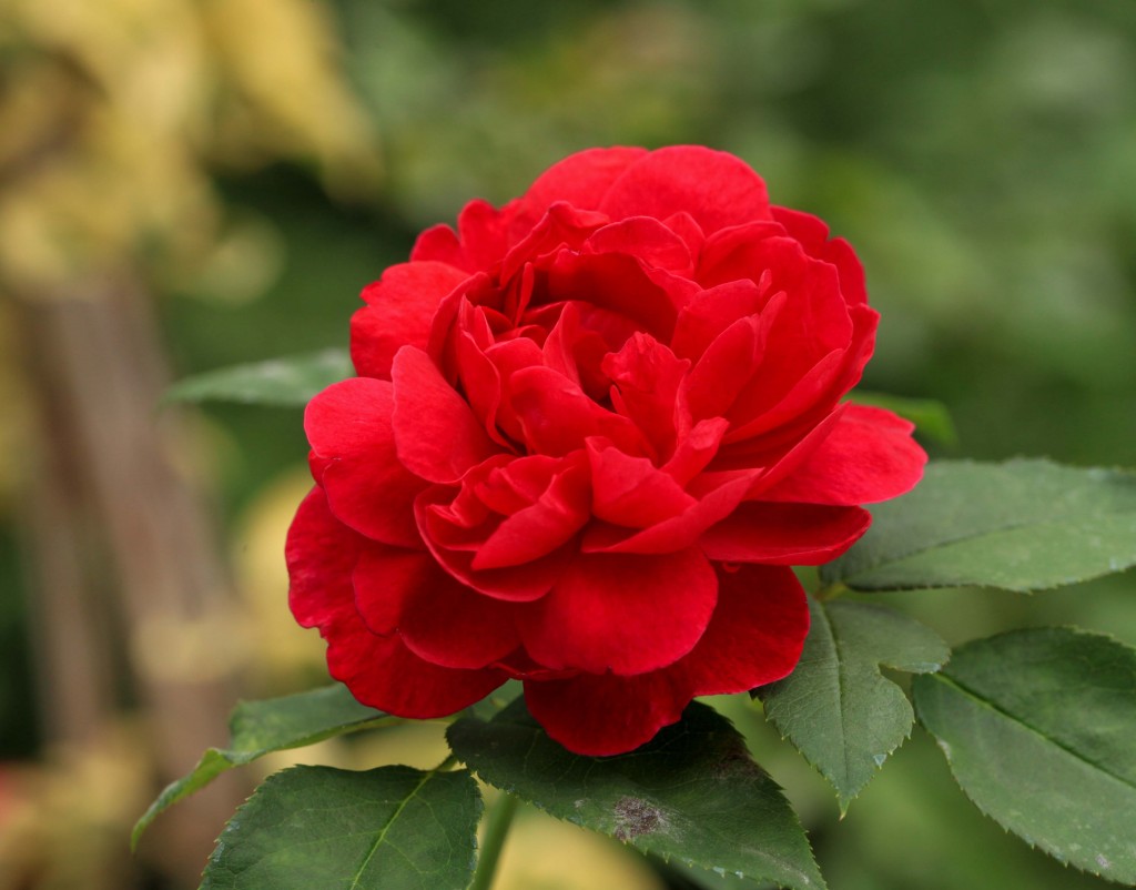 Darcy Bussell