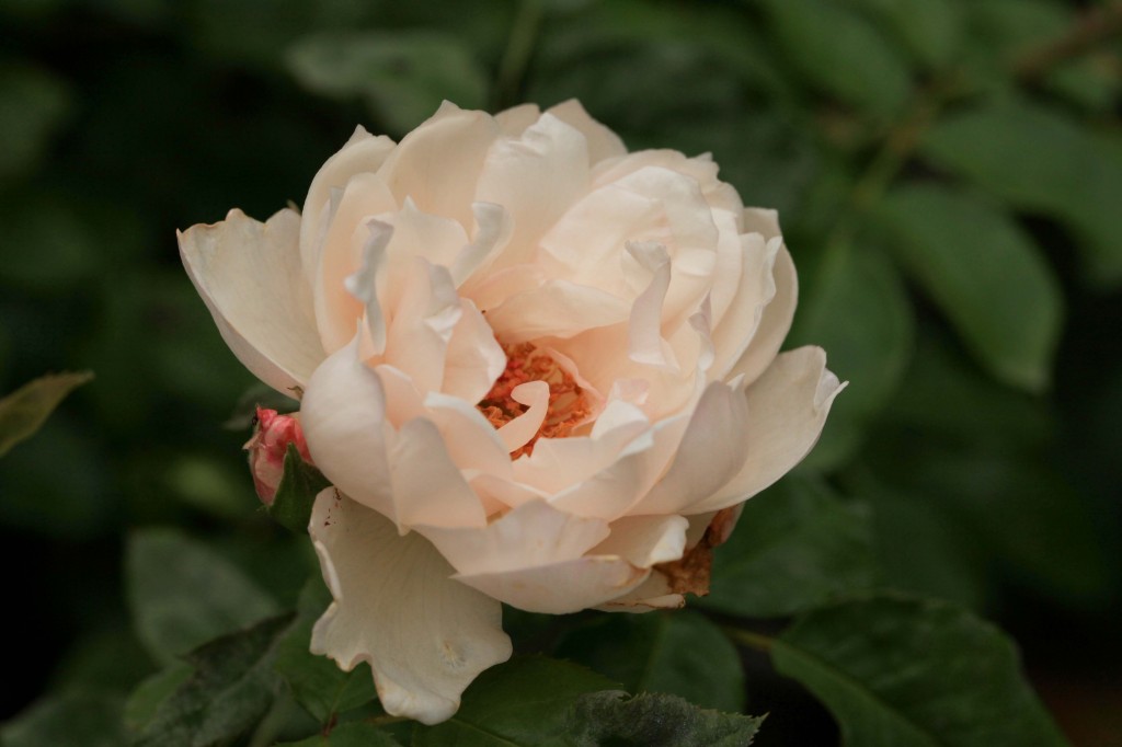 'The Generous Gardener' climbing rose