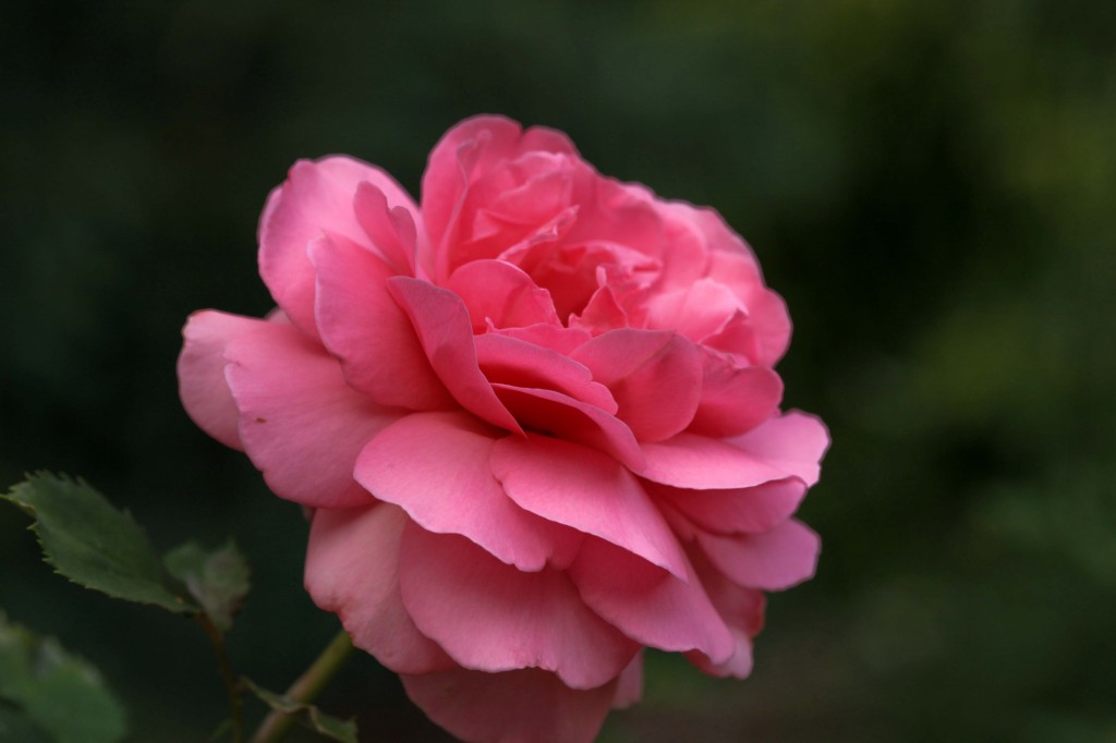 'Princess Alexandra of Kent'