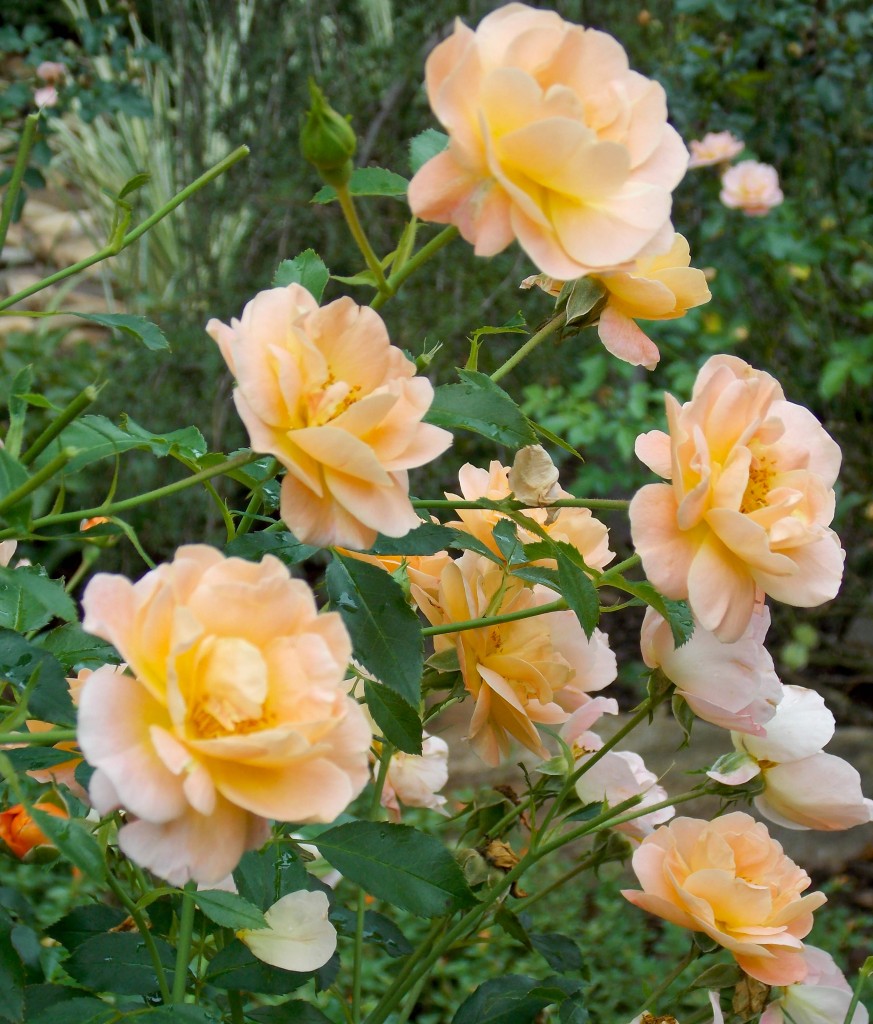 Amber flower carpet