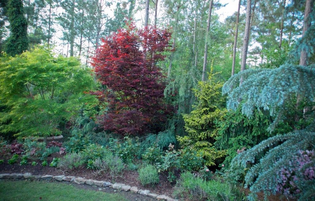 conifersand JapMaples_1