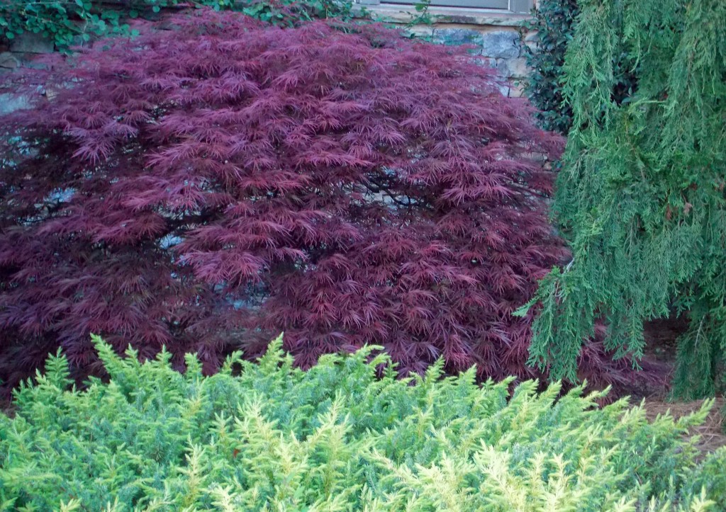 conifersand JapMaples_2