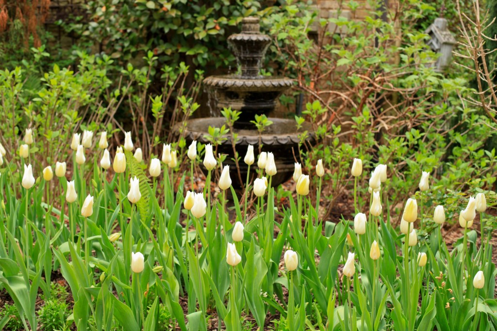 tulipfountain