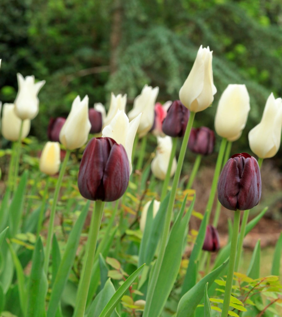 tulips