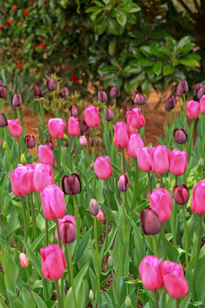 tulips_1