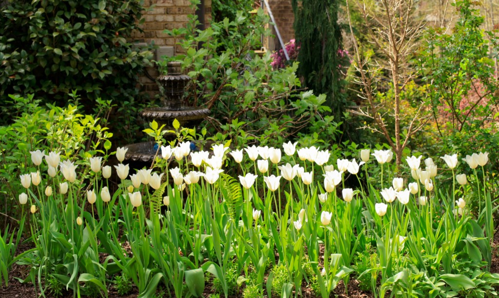 white tulips