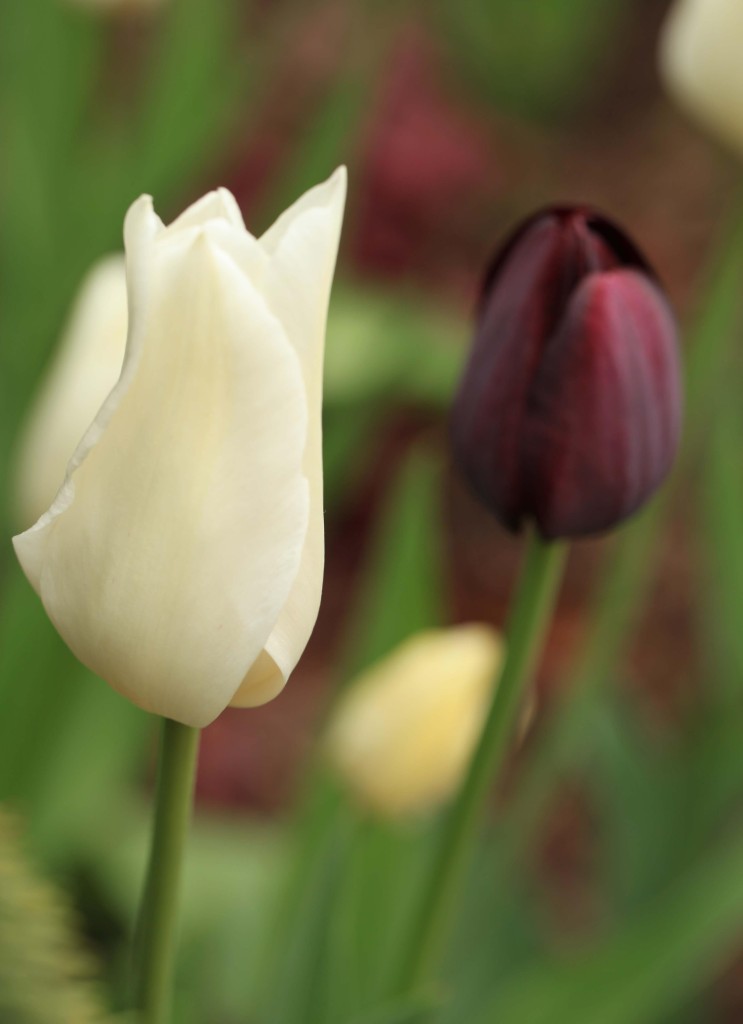 whitepurtulip