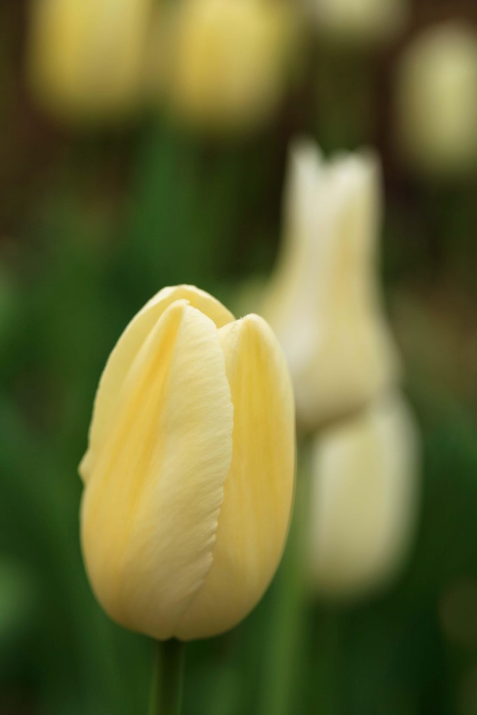 whitetulp