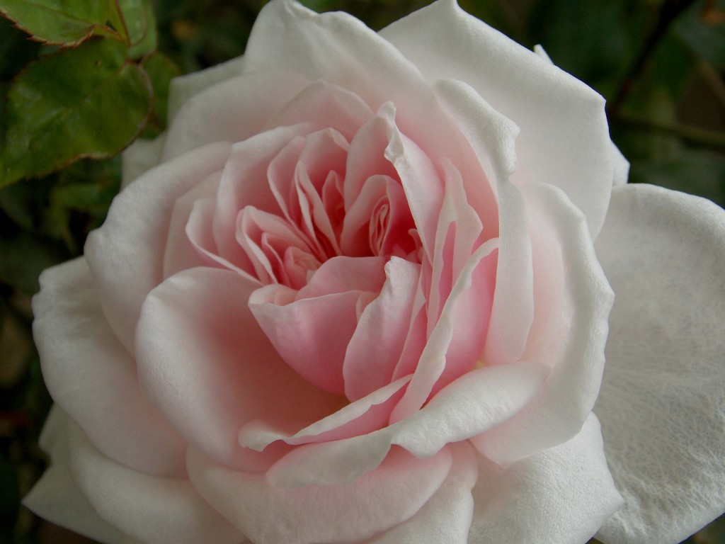 'Mystic Beauty' Bourbon rose