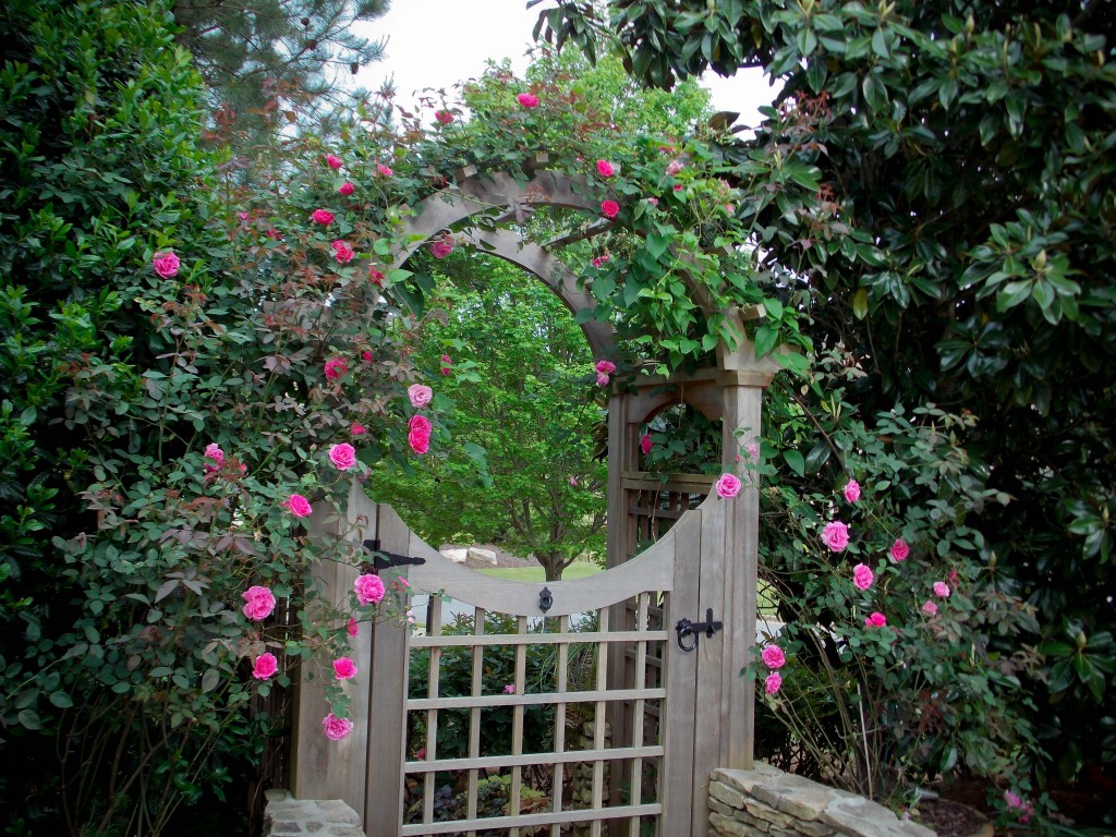 Climbing rose'Zephirine Drouhin'