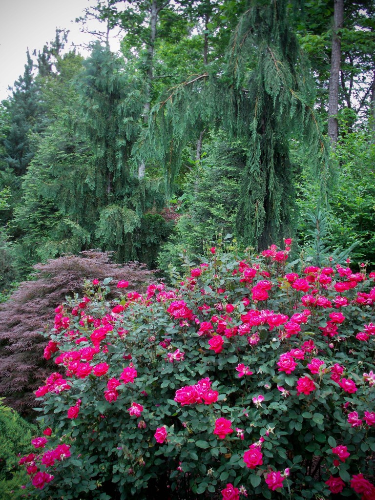 Double Knockout roses