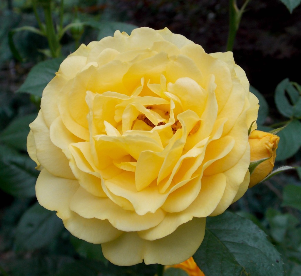 'Julia Child' Floribunda rose