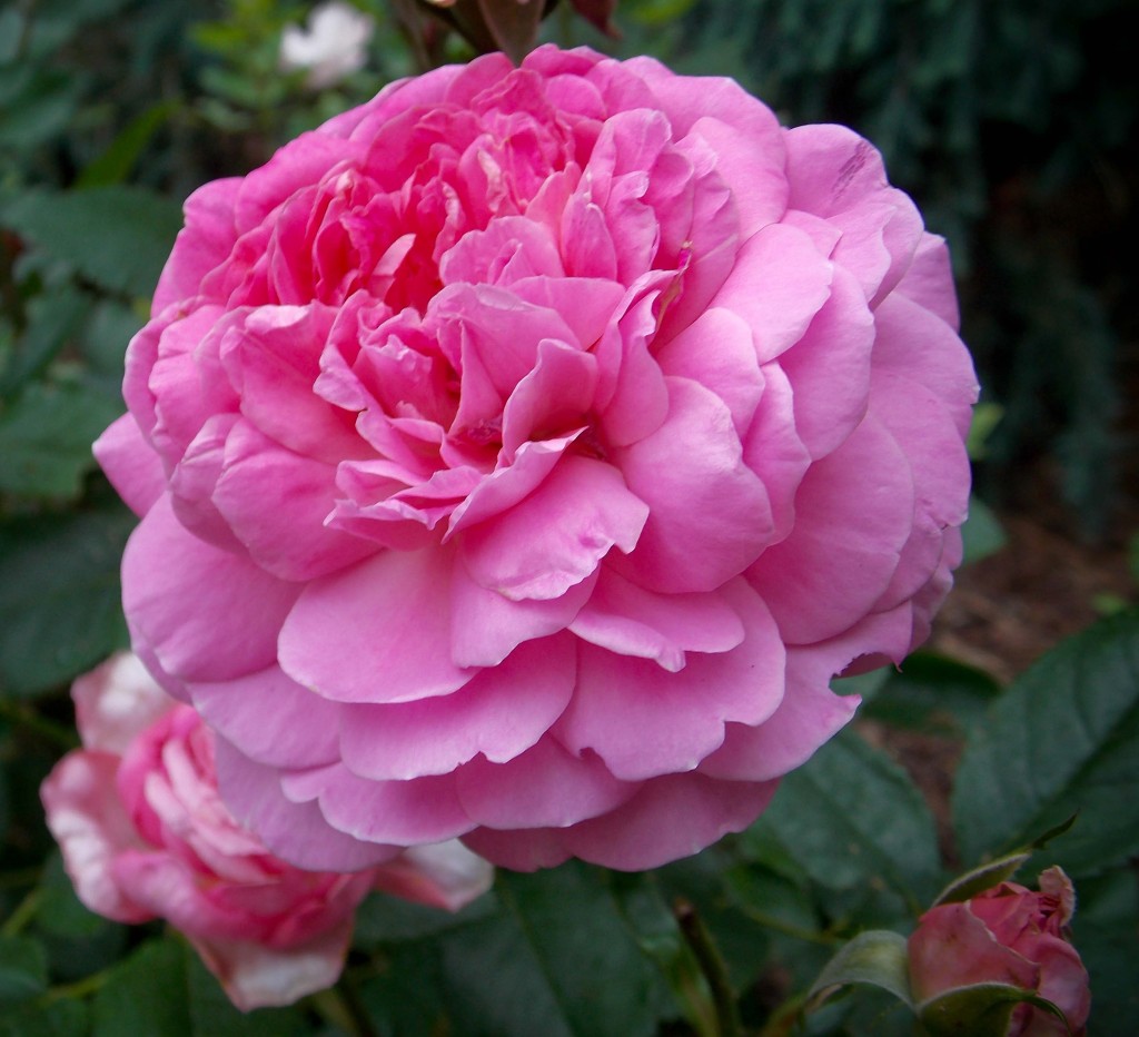 'Princess Alexandra of Kent' David Austin rose