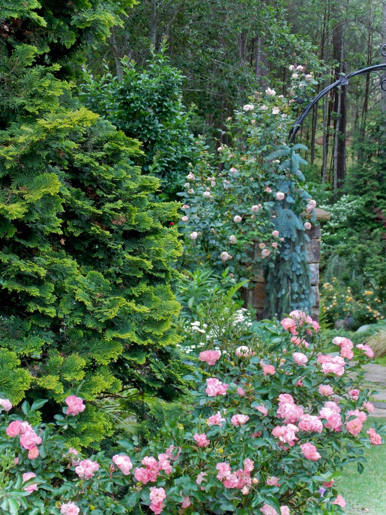 Drift roses and climbing rose 'Lady Ashe'
