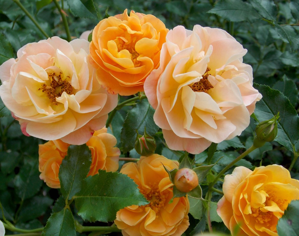 Amber Flower carpet rose
