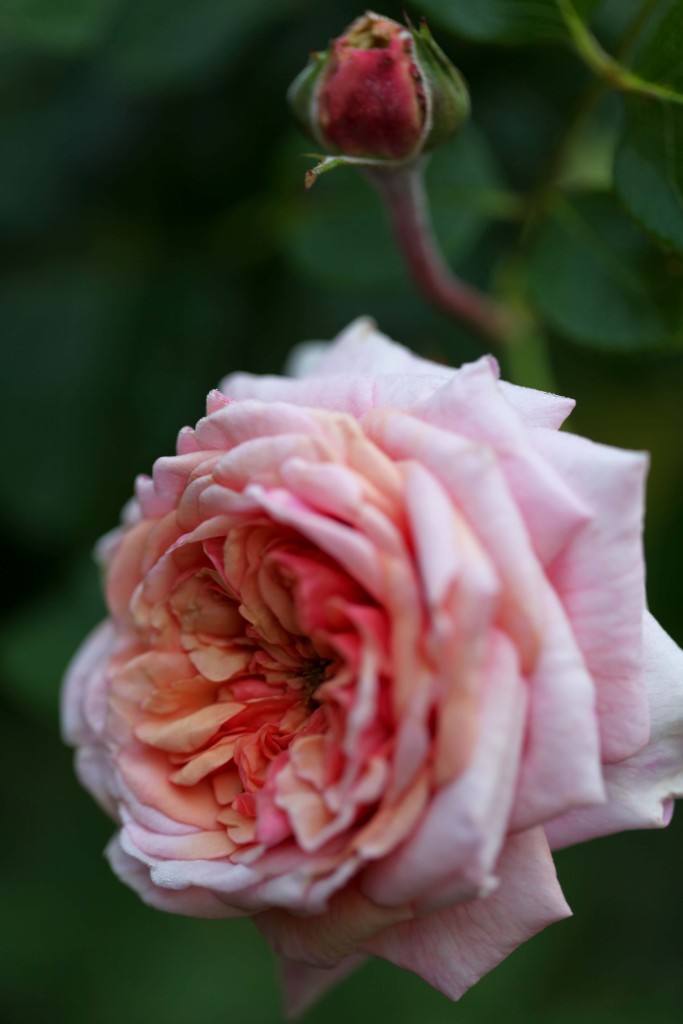 'Evelyn' David Austin rose