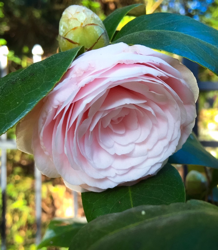 Camellias2