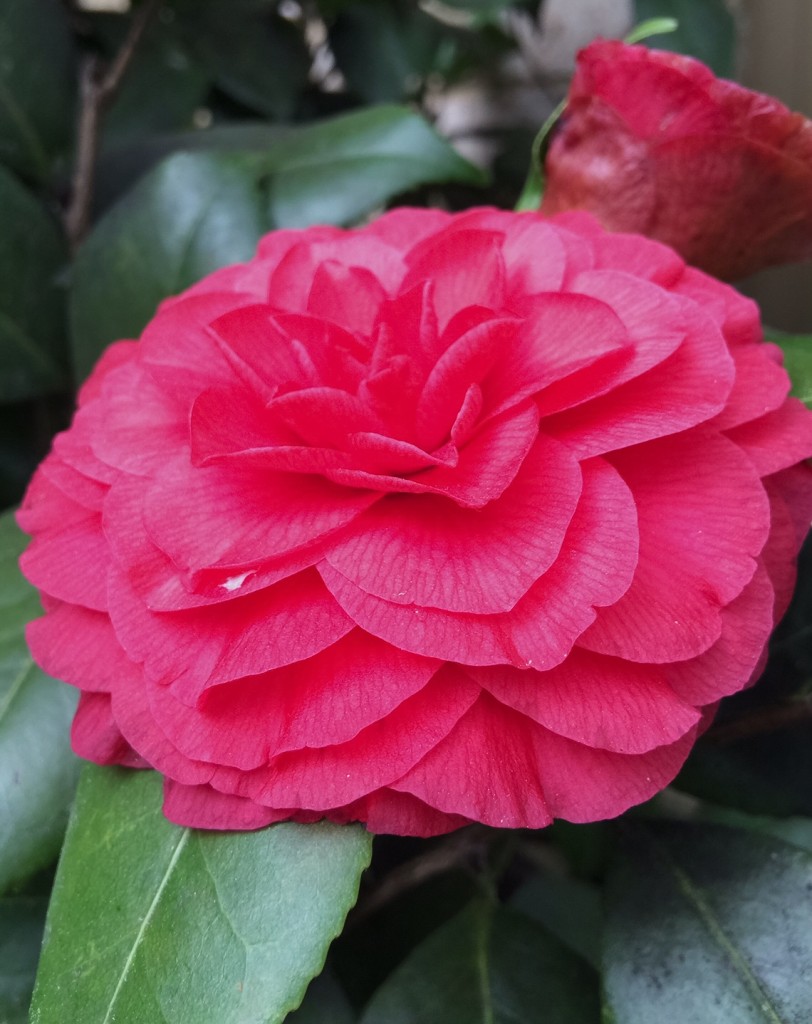 camellia2